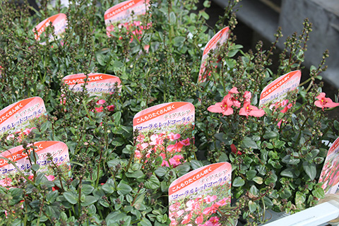 ディアスシア・コーラルレッドコーラル