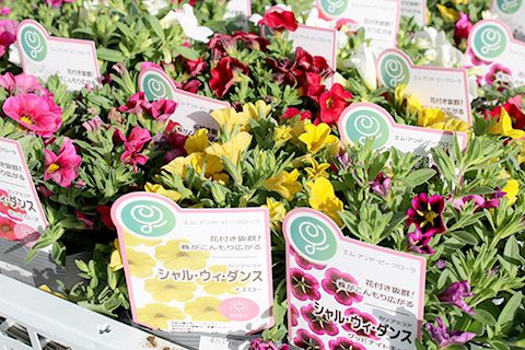 カリブラコア・シャルウィダンス