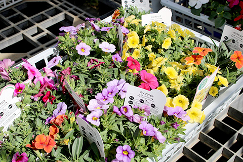 カリブラコア・サンバ