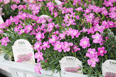 ダイアンサス・サクラドロップ