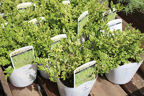 ロニセラ・レモンビューティー