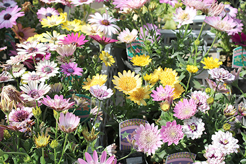 オステオスペルマム八重