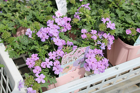 バーベナ・コルト