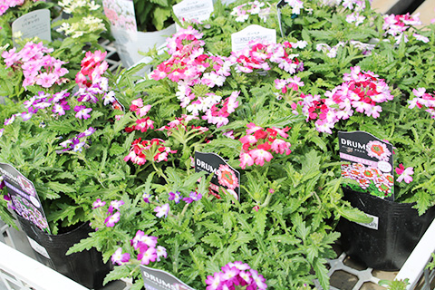 バーベナ・ドラムス