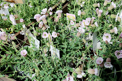 シレネ・シェラピンク