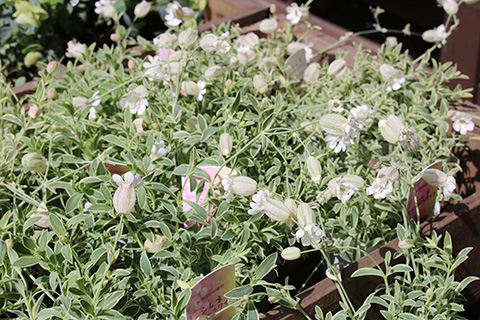 シレネ・ナッキーホワイト