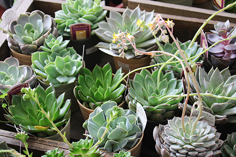 多肉植物・エケベリア