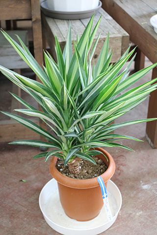 ユッカシルバースター