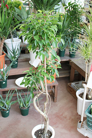 フィッカスベンジャミン