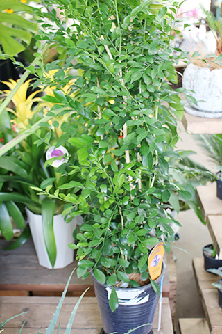 シルクジャスミン