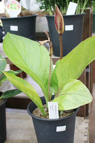 アンスリウム・ジェンマニ