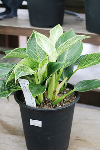 フィロデンドロン・バーキン