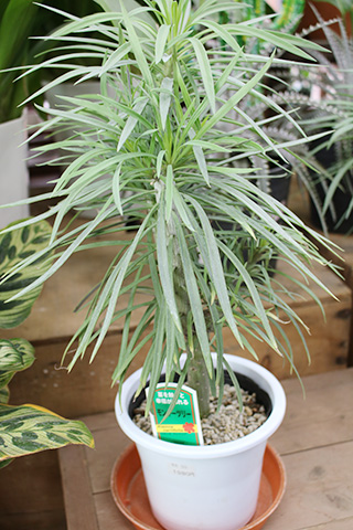 モンキーツリー