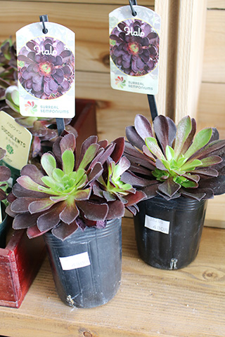 センポニウム・ハロー