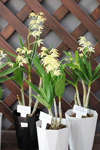 デンドロビウム・イエローキャナリー