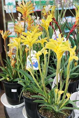 カンガルーポウ