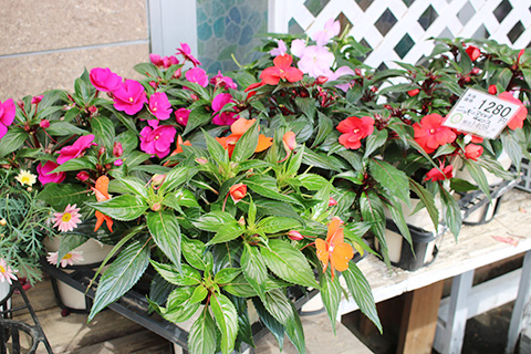 ニューギニアインパチェンス