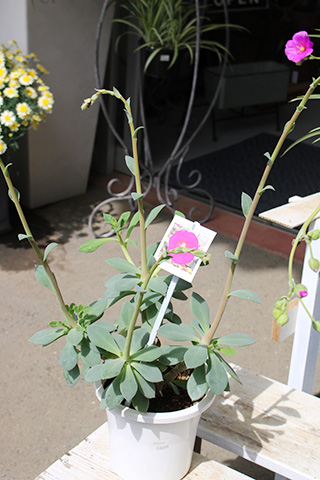 カランドニア・シスタンサ