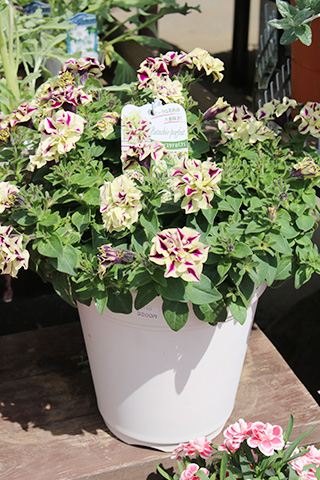 ペチュニア・ピスタチオパフェ