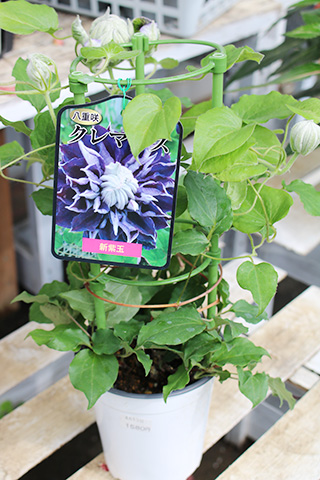 八重咲クレマチス・新紫玉