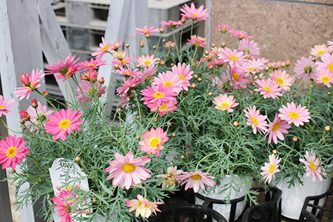 マーガレット・シンプリーコーラル