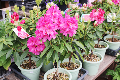 西洋シャクナゲ