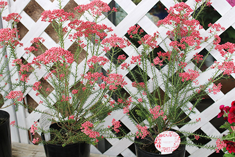 ライスフラワー