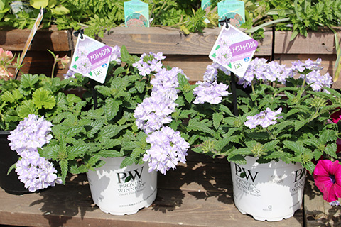 スーパーベナ・アイストゥインクル