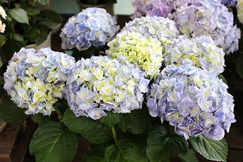 アジサイ・疾風迅雷