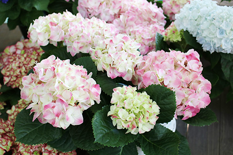 アジサイ・マジカルマーブル