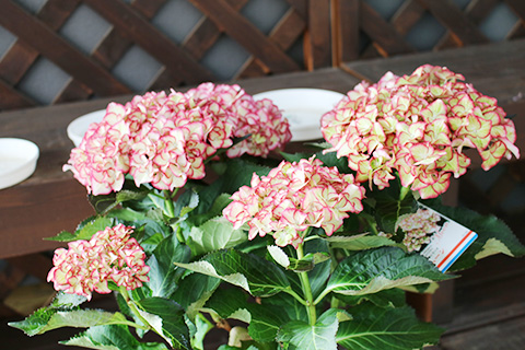 アジサイ・ムーン