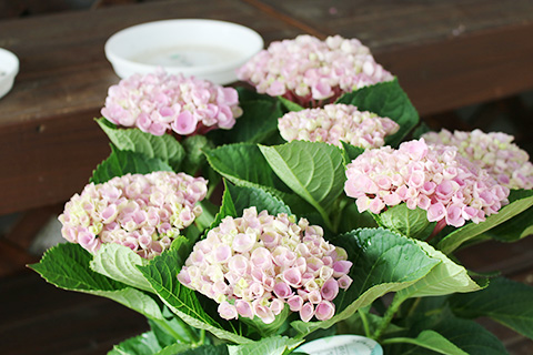 アジサイ・マジカルレボリューション