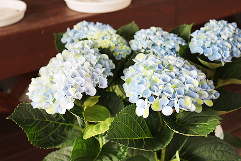 アジサイ・マジカルレボリューション