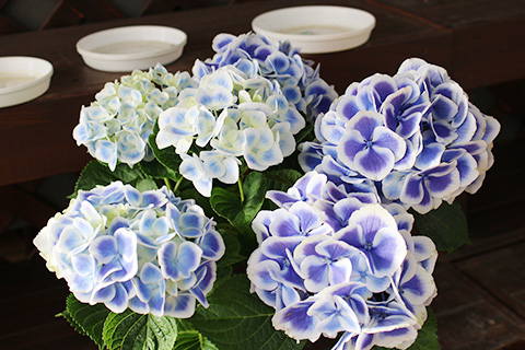 アジサイ・ハワイアンブルー