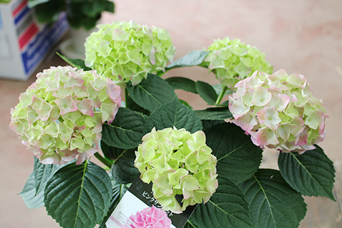 アジサイ・ピンクサンセット