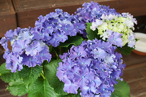 アジサイ・カーリースパークル