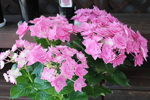 アジサイ・フェザー