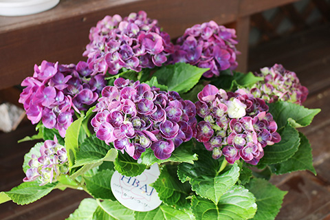 アジサイ・カーリーウーリー