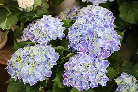 アジサイ・ハワイアンジュピター