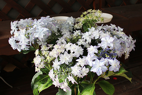 アジサイ・レイ