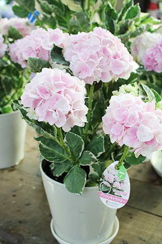 アジサイ・アイコンキャラクター