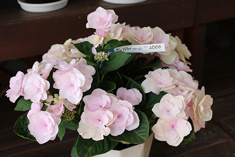 アジサイ・フルーリン