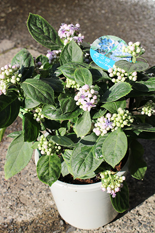 アジサイ・碧の瞳