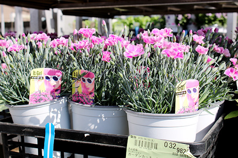 ガーデンカーネーション