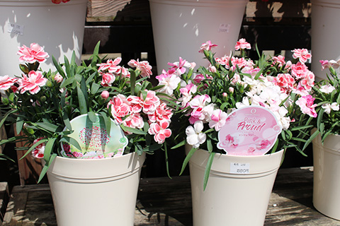 カーネーション