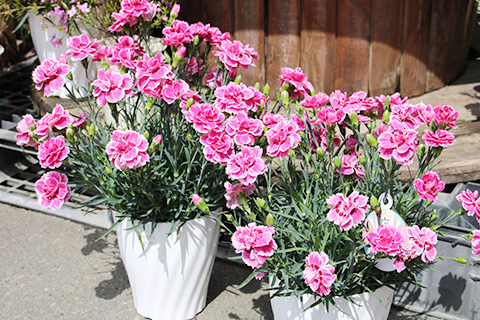 カーネーション・応援花