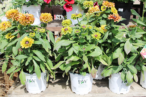 ルドベキア・アーバンサファリ