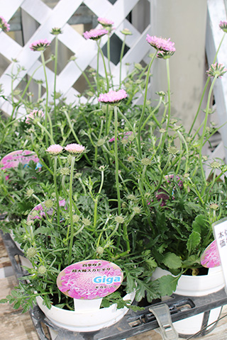 スカビオサ・ギガピンク