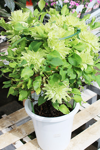 クレマチス・千の風