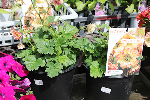 ゲウム・プリティコートピーチ